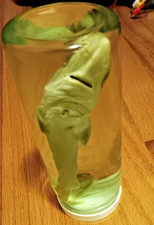 Seven inch baby shark preserved in fermaldahyde jar