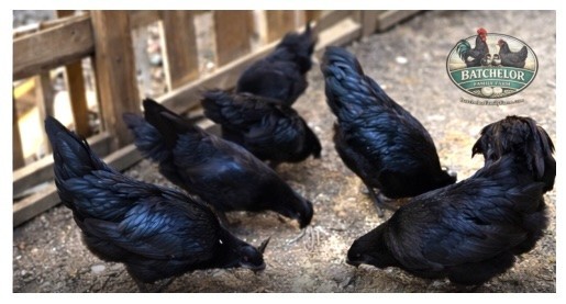 Ayam Cemani Hatching Eggs (15)–Read Description!!-Fertility Confirmed