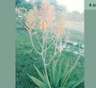 Aloe hybrid vera & maculata 4” Pot Live Succulents — photo 1