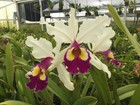 DO  - Cattleya Edward Demunter (Hardyana x Triumphans), Orchid, rare and choice! — photo 1
