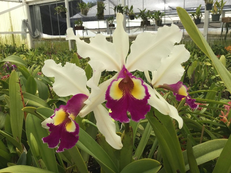 DO  - Cattleya Edward Demunter (Hardyana x Triumphans), Orchid, rare and choice!