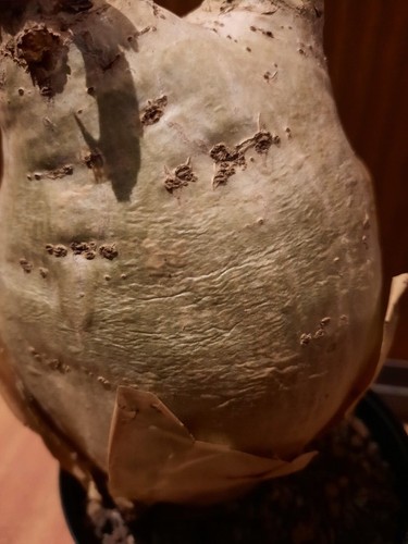 Cyphostemma útero var. macropus, Caudex, rareza, planta rara, ¡caudiciforme! - Imagen 16 de 19