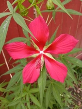 30 - Red Texas Star Hibiscus Flower Seeds 