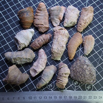16pcs 0.9kg  Fossils Horn rugose coral extinct solitary coral Devonian 4