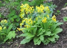 Primula veris -Cowslip 9cm pot or bare root wildflower perennial-Lot