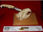 BCS SCHOPP MONTANA " SKULL  "  SNAKE  LOGO  CUSTOM KNIFE — photo 2