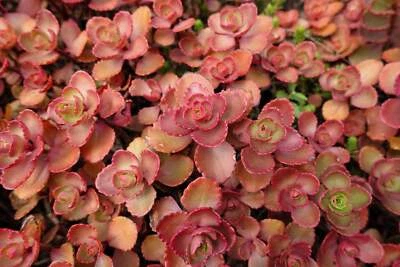 SEEDVILLE USA 50 Red DRAGONS BLOOD SEDUM Stonecrop Sedum Spurium Flower Seeds