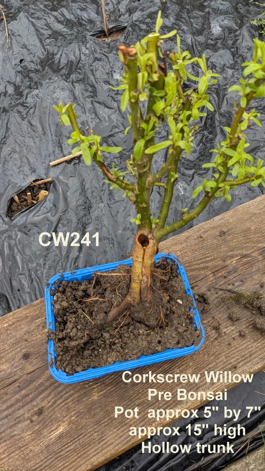 Pre Bonsai  Willow,  Corkscrew Willow, Bonsai Willow-  Salix- Grow Your Own - Image 2 of 4