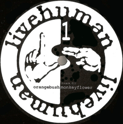 Live Human - Orange Bush Monkey Flower (12'')