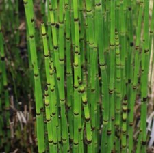 Equisetum camtschatcense Kamchatka horsetail young plant in 9cm Pot x
