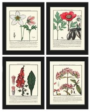 Vintage Botanical Wall Art Print Set of 4 Beautiful Antique Pink White Unframed
