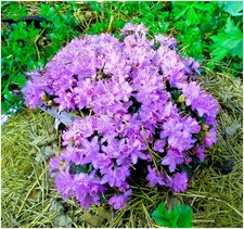 2 Litre | Dwarf Rhododendron Japonica Blue Diamond | Evergreen