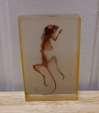 Oriental Garden Lizard Skeleton in Clear Lucite Block Learning Specimen 