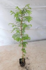 ( 3 ) - Dawn Redwood Tree - Metasequoia -