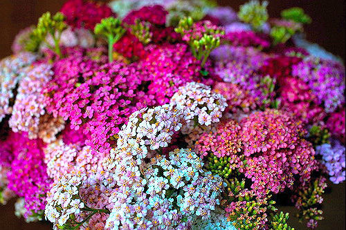 ACHILLEA MILLEFOLIUM  - PASTEL MIXED - 4000 FINEST SEEDS - PERENNIAL FLOWER