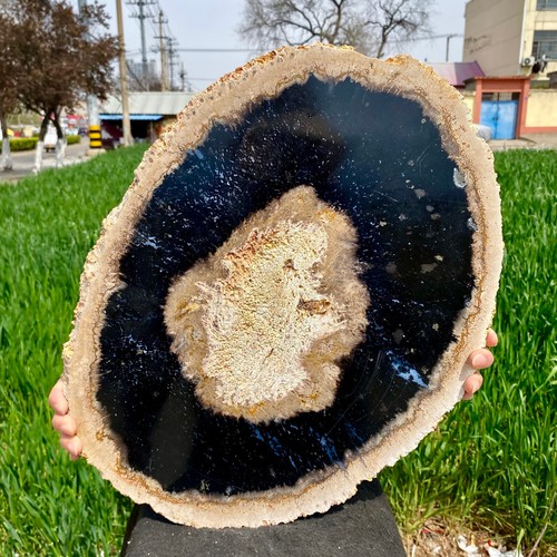 12.7LB Rare Natural petrified wood rough silicified wood mineral specimen healin - Picture 9 of 18
