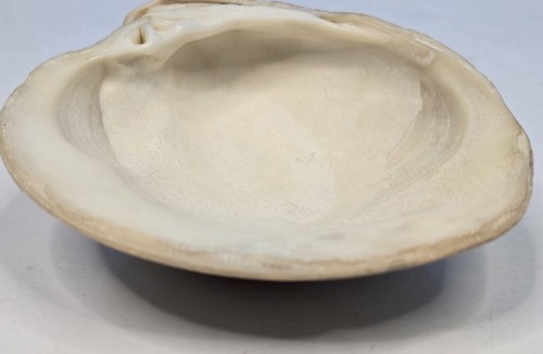 Set Of 3 Clam Shells Beach Finds Beach Decor Hand Cleaned - Picture 15 of 22
