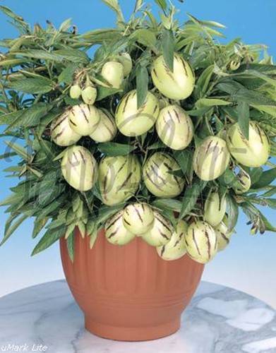 verschiedene Obstpflanzen Zitone Feige Weintraube Melonenbirne Kiwi Brombeere - Bild 3 von 26