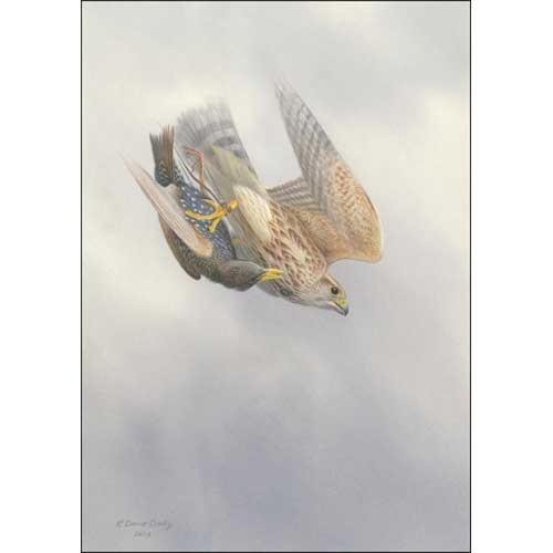 The Complete Merlin: The Merlin & Red-headed Falcon in Falconry - Afbeelding 2 van 3
