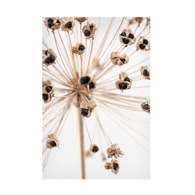 Pictufy Studio III 'Dried 7' Canvas Art - 22 x 32 Inches