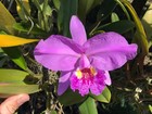 C. lueddemanniana Species Cattleya Orchid Plant — photo 1