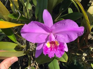 C. lueddemanniana Species Cattleya Orchid Plant