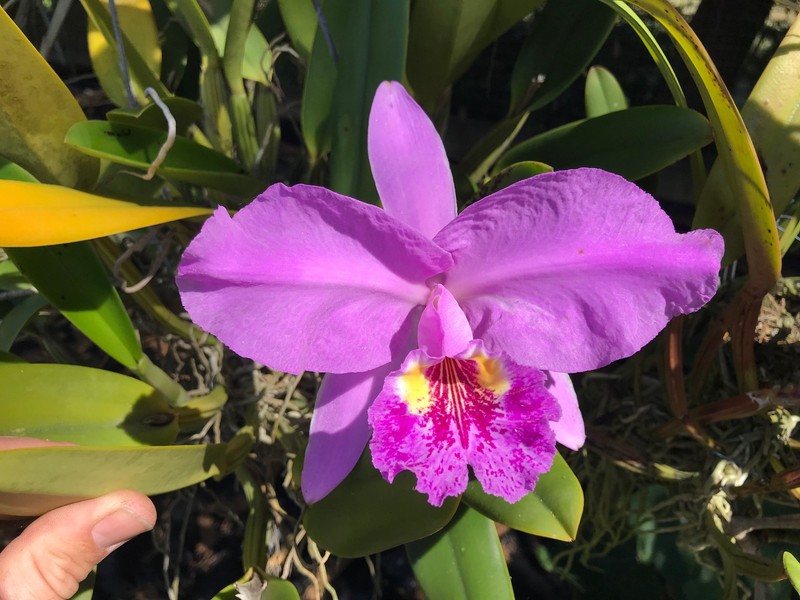 C. lueddemanniana Species Cattleya Orchid Plant