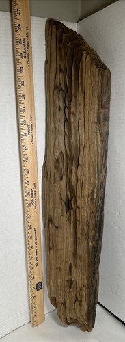 Driftwood¡ May Be Old Post Taxidermy Beach Mountain House See Description