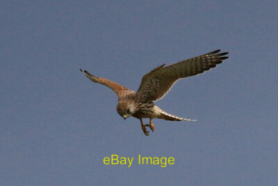 Photo 6x4 Kestrel out hunting North Landing They seem to be doing well in c2014