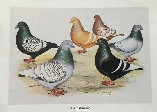 Geschenkidee für Taubenzüchter - nostalgische Kunstdrucke gerahmt - große Tauben - Picture 7 of 25