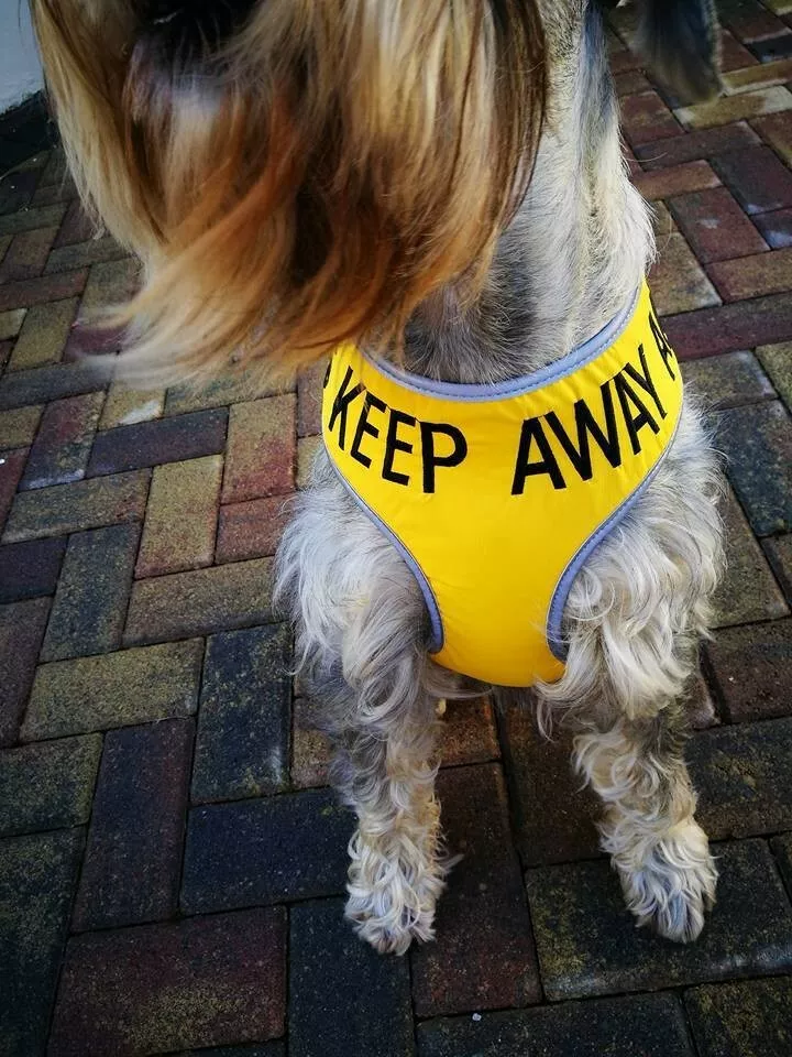 Yellow Keep Away/Anxious large nervous harness for reactive space dogs |  eBay