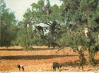 Postcard - Morocco - The Goat and the Argan Tree - CPM - New Card - See Scans