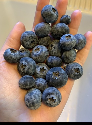 100 Berry Mix Medley Variety Best Seller Seeds Bulk Fruit USA NonGMO Organic - Picture 8 of 9