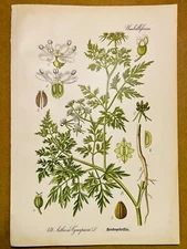 1886 ANTIQUE PICTURES LITHOGRAPH ART PRINT BOTANY FLOWER FLORA NATURE DECO PO...