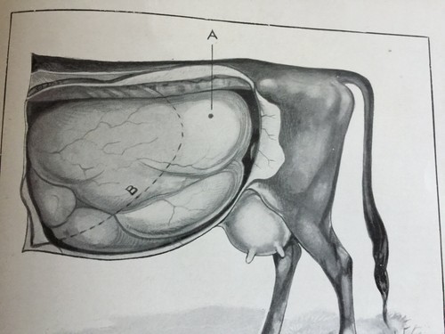 Antique Veterinary Print C1910 – Cow Rumen Surgery Diagram – Livestock Plate - Picture 2 of 3