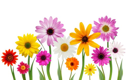 Girly Daisy Flowers Car Van Bike Stickers Decal Graphics - Beetle, Mini - Picture 2 of 2