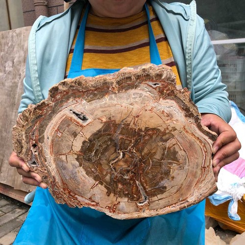 Cristallo di legno pietrificato naturale 5,56 libbre fetta fossile cristallo esemplare guarigione 1330 - Foto 3 di 16