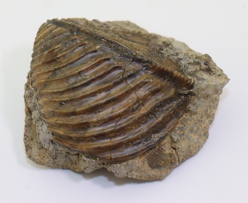 Muschel, Trigonia sp., Jura, Bajoc, Sengenthal, Oberpfalz, BRD -L286