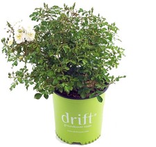 Drift Roses - Rosa White Drift Rose Rose, double white flowers, 2 - Size C...