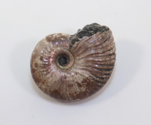 Ammonit, Quenstedtoceras sp., Jura, Callov, Saratov, Russland -k801 - Picture 1 of 5