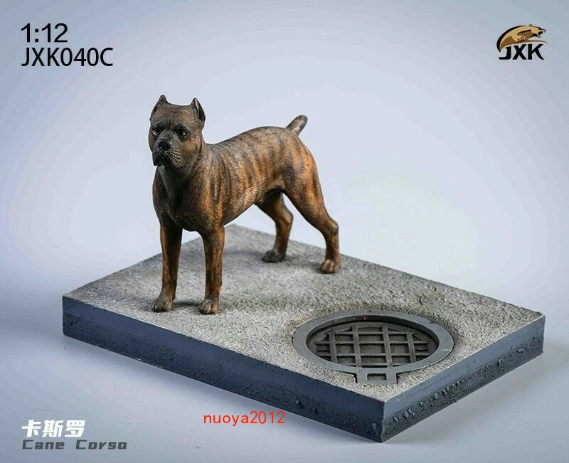 Cane corso on sale in action