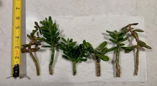 6 Jade Plant Cuttings - Ranging from 3-6  , Thick stems