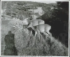 1947 Press Photo Deer at Highland Inn in Algonquin Park - afa48026