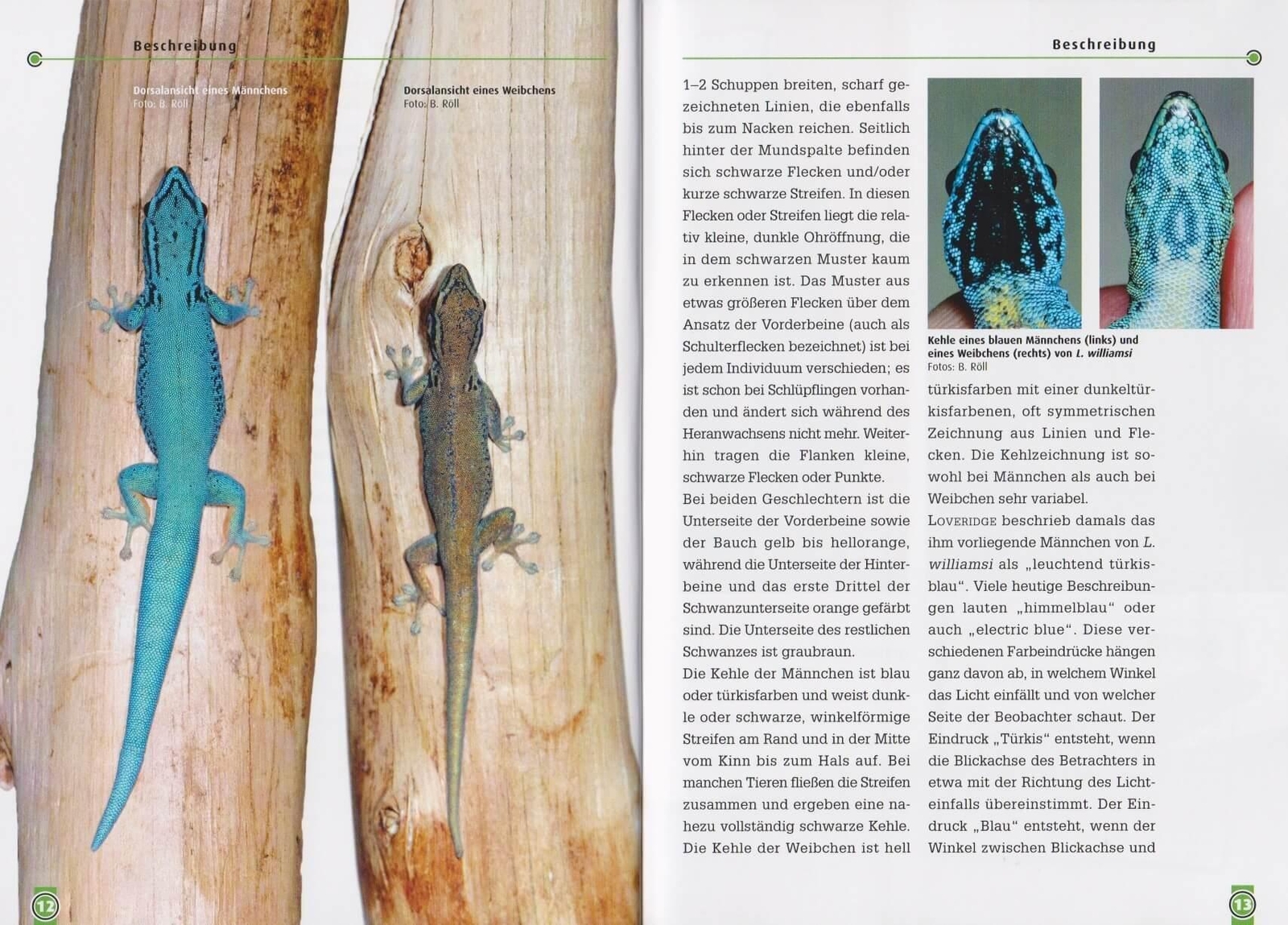 Thumbnail - Art Für Art: Der Türkisblaue Zwerggecko Lygodactylus Williamsi Beate