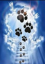 5D Diy diamond painting full drill 30 X 40 CM  DOGGIE PAWS STAIRWAY TO HEAVEN