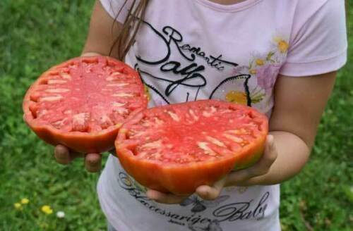 GIANT TOMATO STEAK - TOMATE SUPER STEAK, 50 seeds + FREE