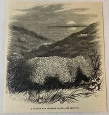 Grabado revista 1876 ~ CURIOSA PLANTA DE NUEVA ZELANDA Raoulia eximia