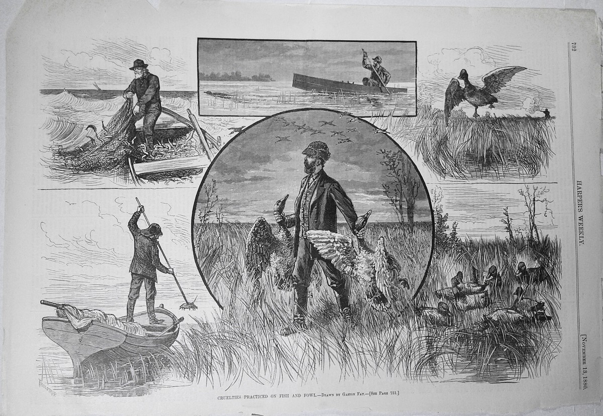 Cruelties Practiced on Fish and Fowl Harper's Weekly, November