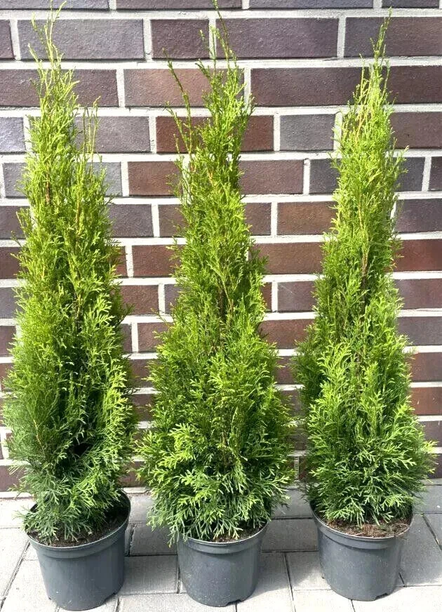 white wisteria plant White Japanese Wisteria Plants (Potted / 3 Litre) main image 0