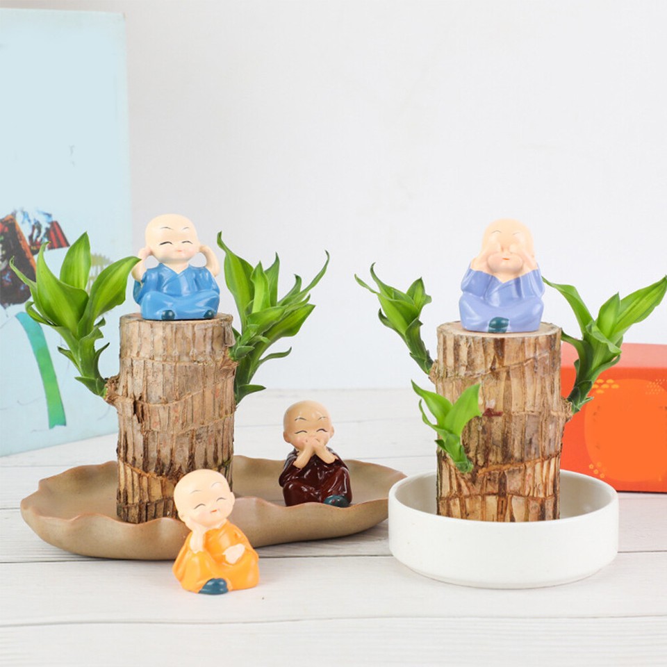 Grüne Pflanze Groot Brasilianisches Holz Wasserschüler Glücksholz Im Topf